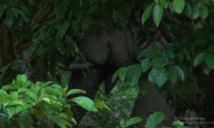 ช้างป่ากินยาแลนเนท