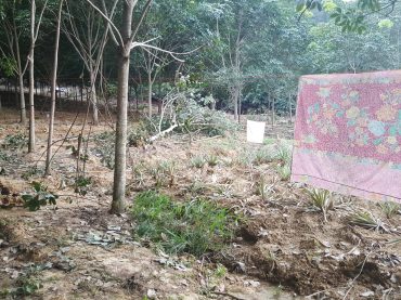 ชาวบ้านกุยบุรีแขวนผ้าป้องกัน ช้างดินพืชไร่