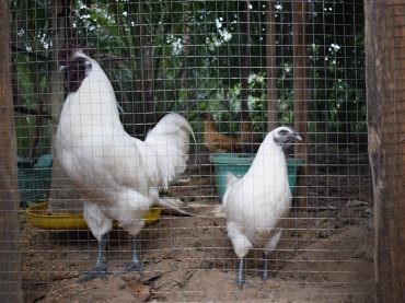 ไก่ดำภูพาน, ขยายพันธุ์ไก่ดำ,เลี้ยงไก่ดำ,จำหน่ายลูกพันธุ์ไก่ดำตรัง, ไก่ดำของแท้, ประโยชน์ของไก่ดำ