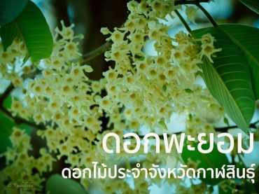 พะยอมดอกไม้กาฬสินธุ์