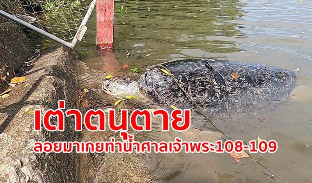 ตรัง พบเต่าตนุตาย,ศาลเจ้าพระ 108-109, บ้านหินคอกควาย,เต่าตาย,