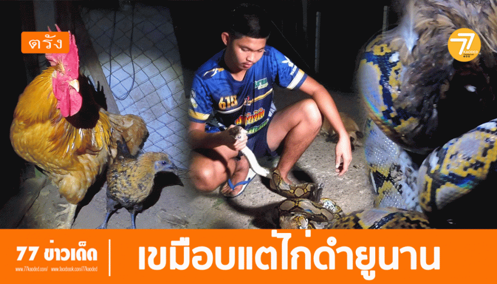 จับงูเหลือม,งูรัด,ไก่ดำยูนาน,จับงู,งูกินไก่,