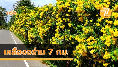 ทองอุไร, บานสะพรั้ง,ถนนสายดอกไม้,เหลืองอร่าม,