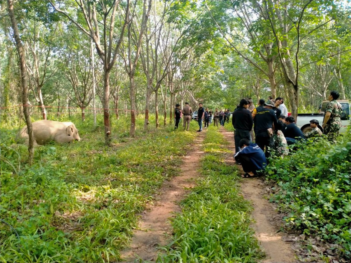 ช้างป่าถูกไฟฟ้าช็อต