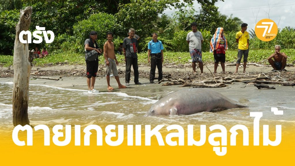 พะยูนตาย,แหลมลูกไม้,หาดสำราญ,