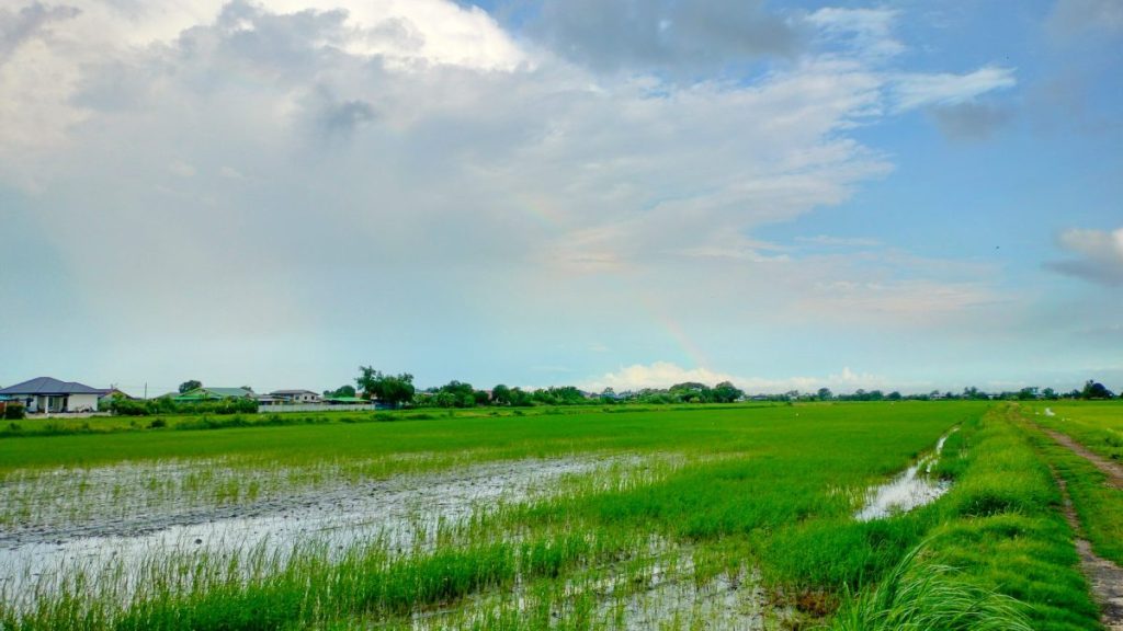 ท้องทุ่งนาที่บ้านเกาะไร่