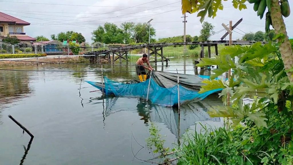 ติดปนกับปลานิล