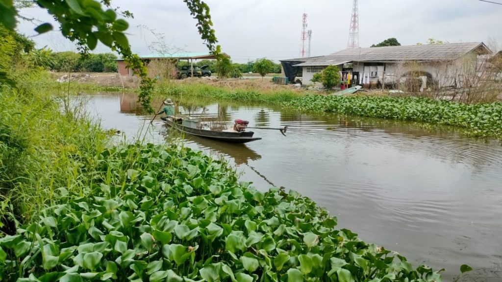 พบคางดำทั่วพื้นที่บางปะกง