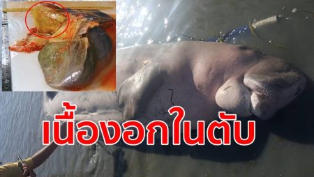 เนื้องอกในตับ,ศูนย์วิจัยทรัพยากรทางทะเล,ผ่าพะยูน,ชันสูตรพะยูน,พะยูนตาย,