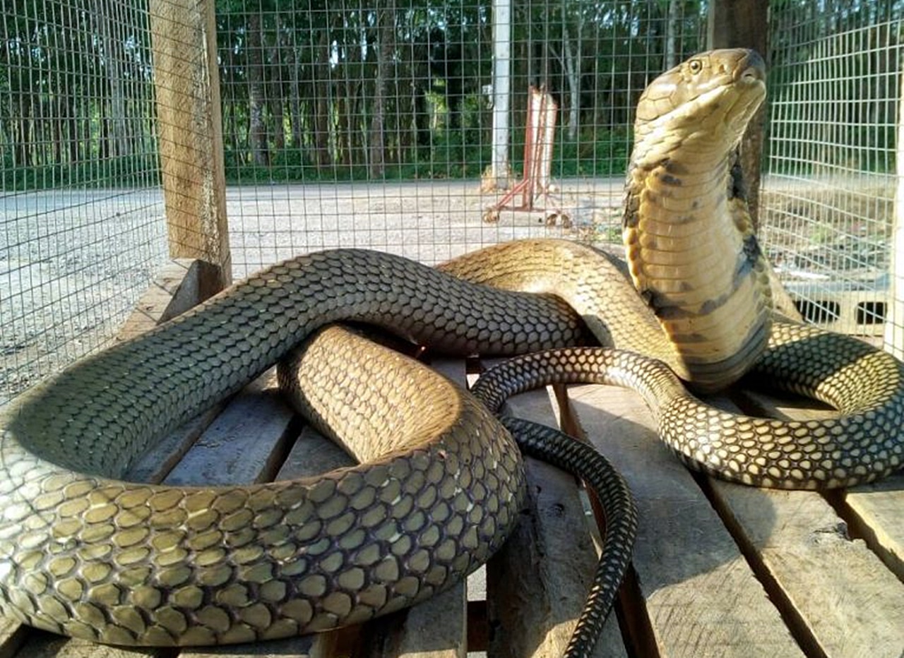 тайланд все о змеях