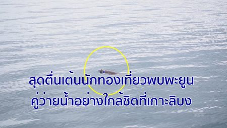 พะยูน,ท่องเที่ยวตรัง,เกาะลิบงพะยูน, อนุรักษ์พุยูน,หญ้าทะเล,