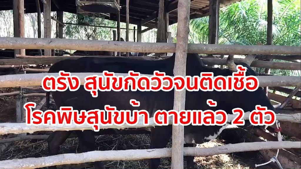 สุนัขกัดวัว,โรคพิษสุนัขบ้า, เชื้อวัวบ้า,ปศุสัตว์ตรัง,โรคระบาด,โรควัวชน,