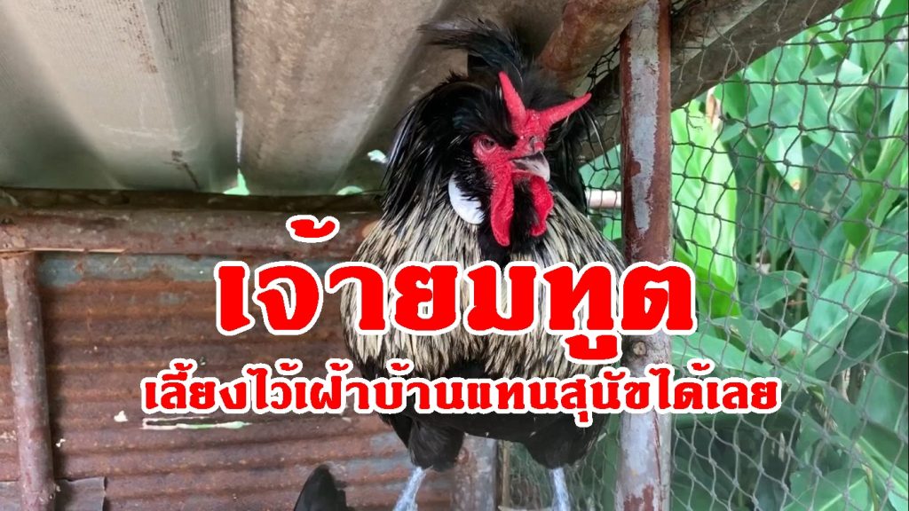 ไก่สวยงาม,เจ้ายมทูต,ไก่มินิโคชิน, ไก่บราห์มา,ไก่แจ้,