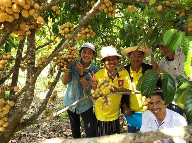 เกษตรอินทรีย์ อุบลราชธานี Organic